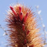 Cleistocactus buchtienii JL  (Only one plant is available - Une seule plante est disponible)    ÉPUISÉ - OUT of STOCK - AGOTADO